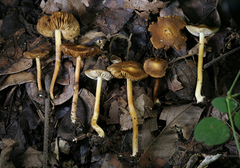 Inocybe cryptocystis