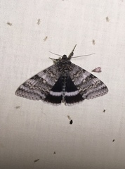 Catocala relicta