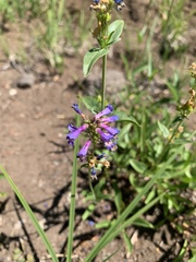 Penstemon procerus