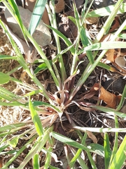 Setaria viridis