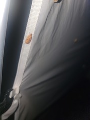 Agonopterix robiniella