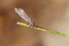 Trichoma gracilipenne