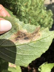 Nemorimyza posticata