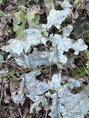 Erysiphe alphitoides