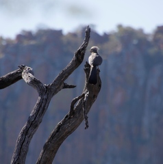 Corythaixoides concolor pallidiceps