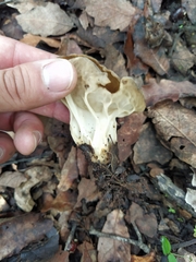 Helvella acetabulum