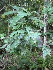 Erysiphe alphitoides