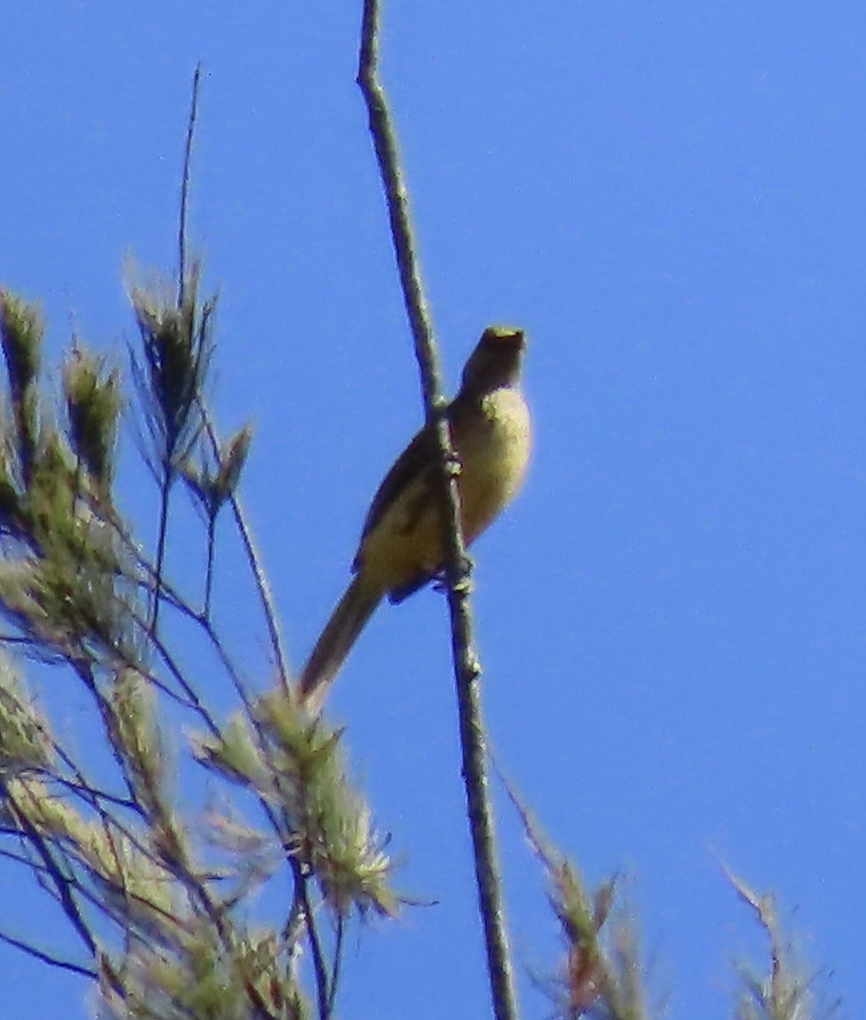 Yellow-breasted Bowerbird (Chlamydera lauterbachi), photo 1