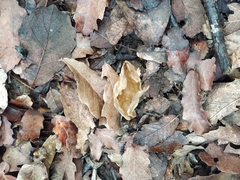 Helvella acetabulum