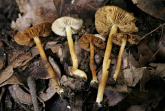 Inocybe cryptocystis