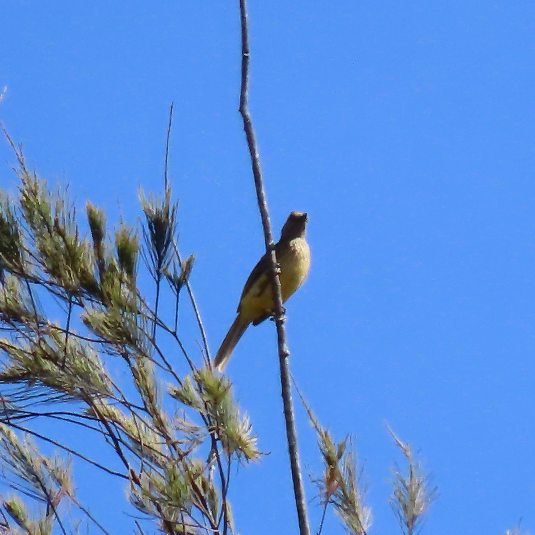Yellow-breasted Bowerbird (Chlamydera lauterbachi), photo 2