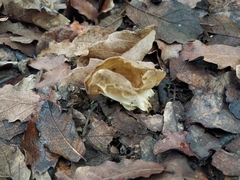 Helvella acetabulum