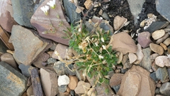 Cerastium nigrescens arcticum