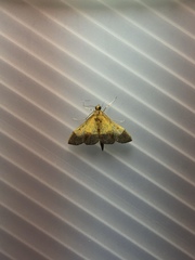 Pyrausta bicoloralis