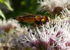 Phasia hemiptera