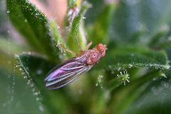 Drosophilidae