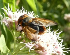 Phasia hemiptera