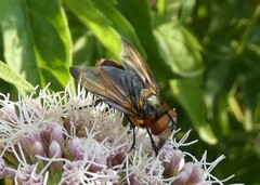 Phasia hemiptera