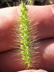 Setaria viridis