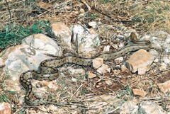 Zamenis scalaris