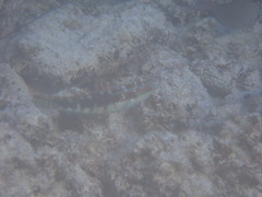 Actinopterygii