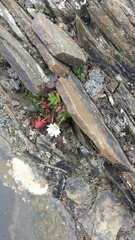 Cerastium nigrescens arcticum