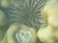 Euechinoidea