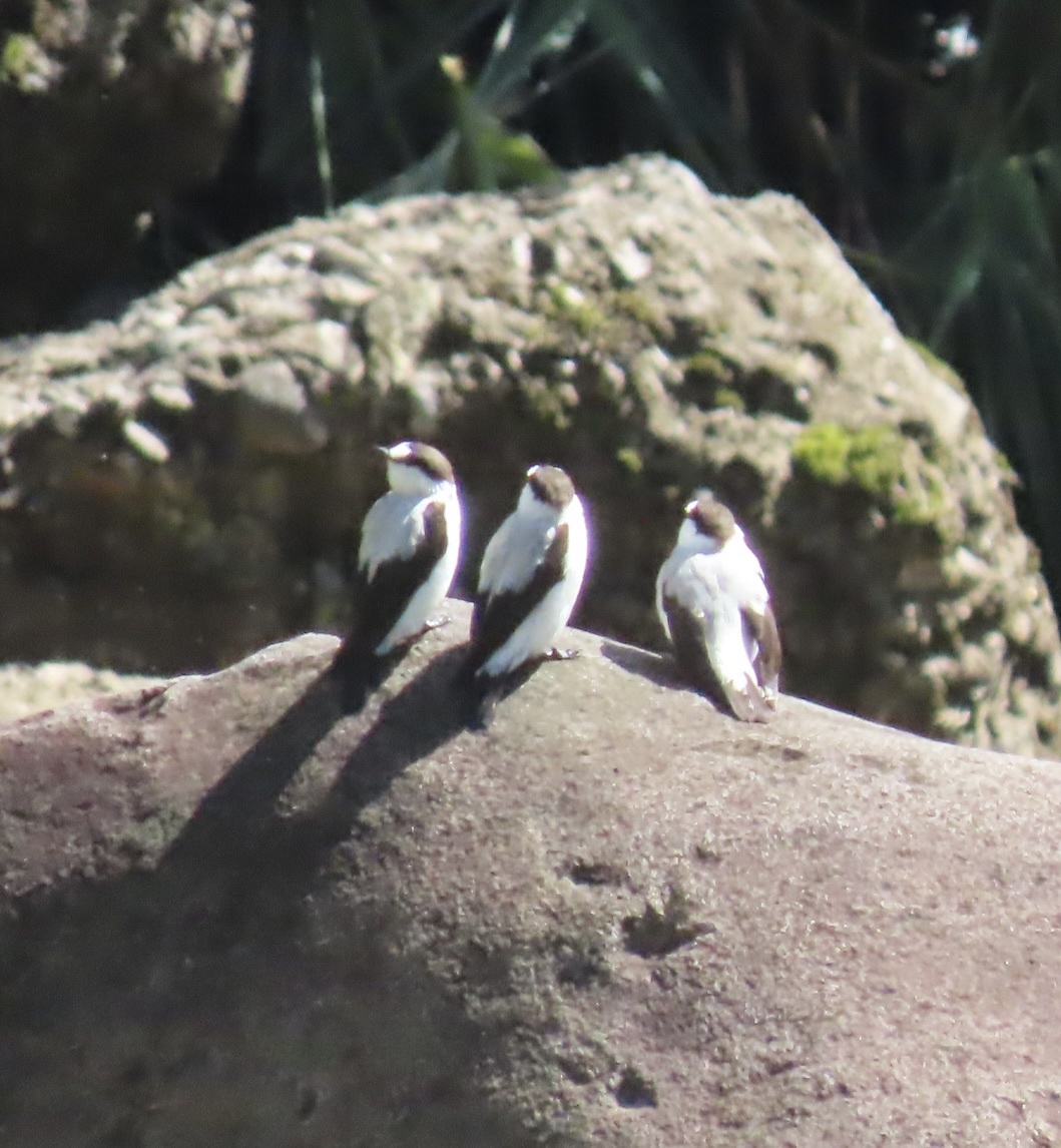 Torrent Flyrobin (Monachella muelleriana), photo 2