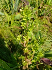 Gentianella quinquefolia