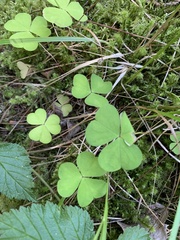 Oxalis acetosella