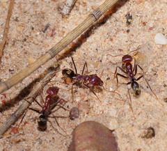 Iridomyrmex purpureus
