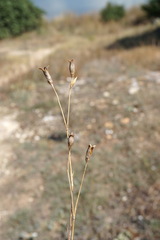 Dianthus marschallii