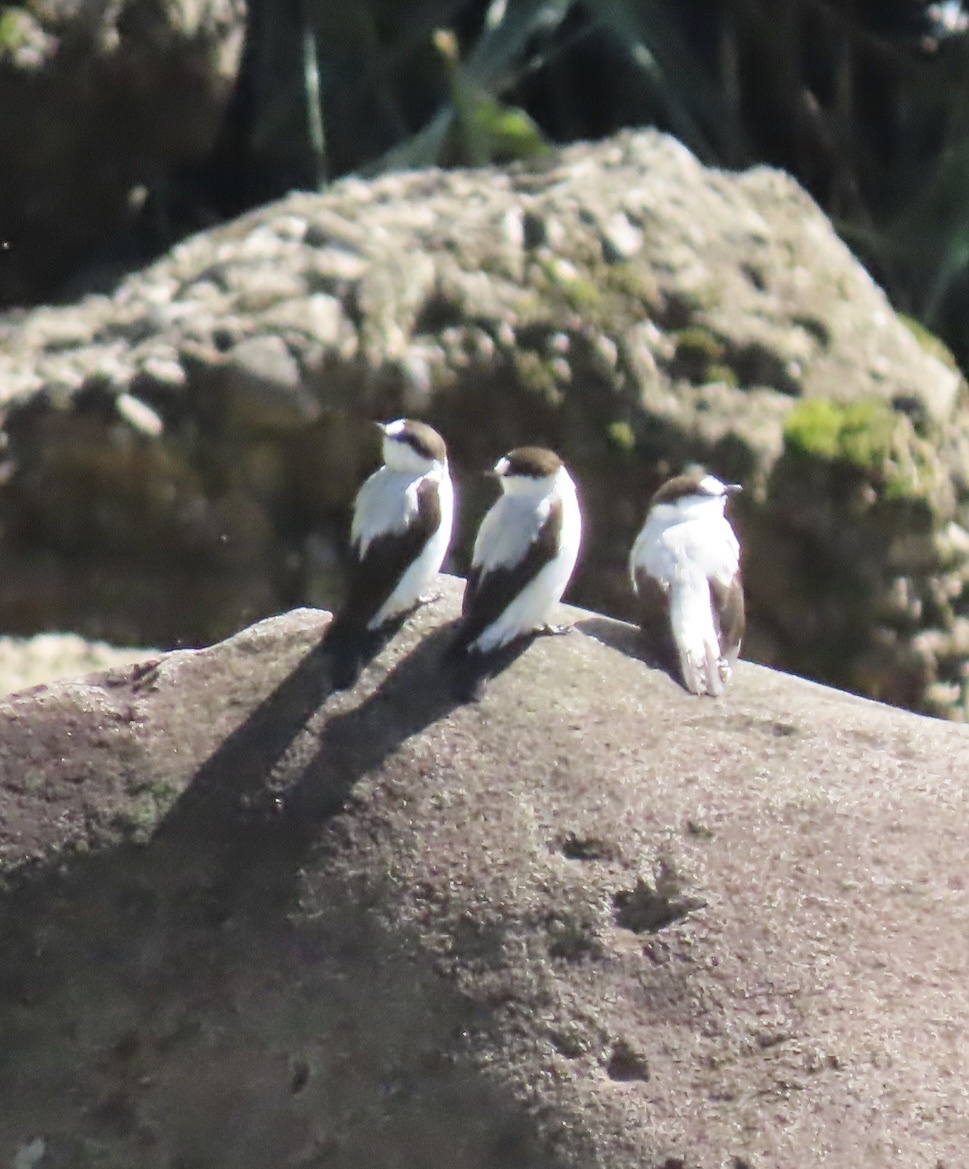 Torrent Flyrobin (Monachella muelleriana), photo 3