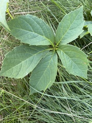 Parthenocissus inserta