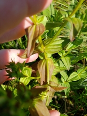 Gentianella quinquefolia