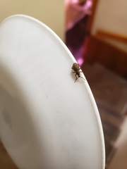 Otiorhynchus singularis