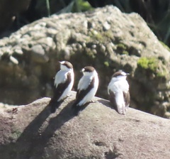 Torrent Flyrobin photo 3