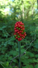 Arisaema dracontium