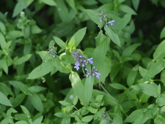 Stachys palustris
