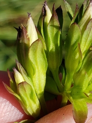 Gentianella quinquefolia
