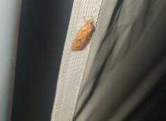 Agonopterix robiniella