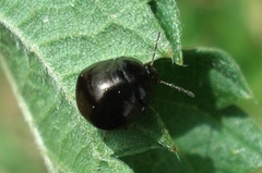 Coptosoma scutellatum