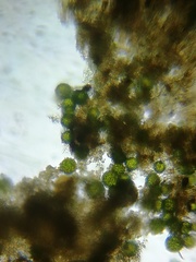 Volvocales