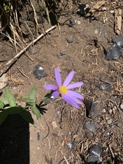Eucephalus ledophyllus