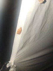 Agonopterix robiniella