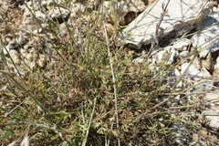 Pimpinella tragium
