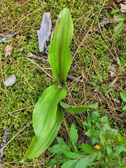 Cypripedium acaule