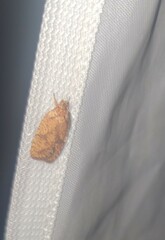 Agonopterix robiniella