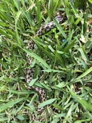 Thamnophis marcianus