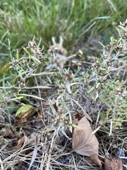 Gnaphalium uliginosum